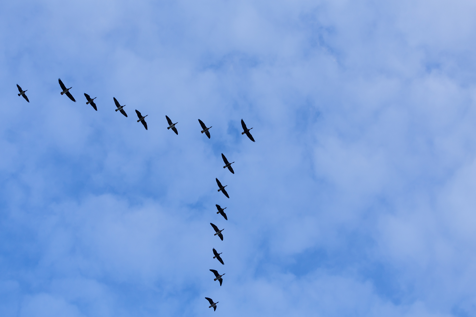 Group Of Migrating Geese Birds